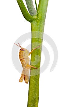 Baby grasshopper - isolated