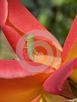 Baby Grasshopper Nymph on a Red Orange Rose