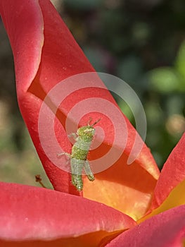 Baby Grasshopper Nymph on a Red Orange Rose