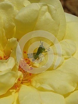 Baby grasshopper resting in a yellow rose