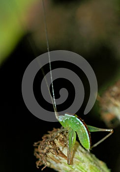 Baby grasshopper takes a bow