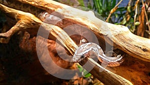 baby gray and black pet snake inside a hollow