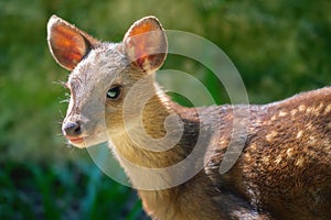 Baby Gray Brocket (Mazama gouazoubira) photo