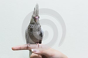 Baby gray cockatiel bird on finger female.