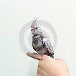 Baby gray cockatiel bird on finger female.