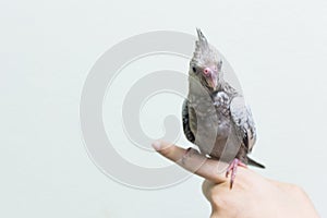 Baby gray cockatiel bird on finger female.