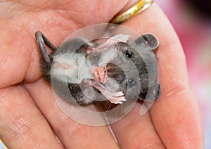 A baby gray house mouse on his back praying.