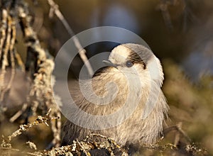 Baby Gray Jay