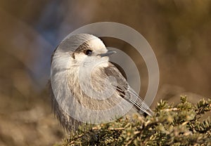 Baby Gray Jay