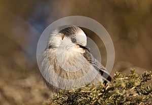 Baby Gray Jay