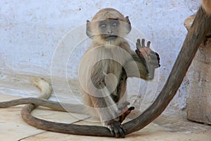 Baby Gray langur playing at the temple, Pushkar, India