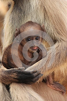 Baby Gray langur (Semnopithecus dussumieri) resting in mothers a