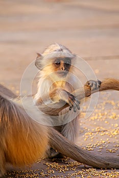 Baby gray langur sitting by mother in Amber Fort, Jaipur, Rajasthan, India