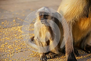 Baby gray langur sitting by mother in Amber Fort, Jaipur, Rajasthan, India