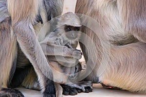 Baby Gray langur sitting with mother, Pushkar, India