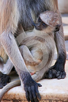Baby Gray langur sitting with mother, Pushkar, India