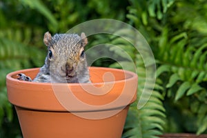 Baby Gray Squirrel