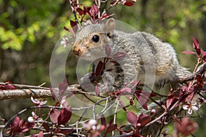 Baby Gray Squirrel