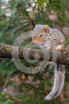 Baby Gray Squirrel