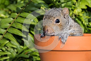 Baby Gray Squirrel