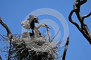 Baby Great Blue Herons at a rookery standing in its nest