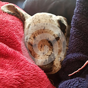 Baby Great Dane puppy sleeping cozy