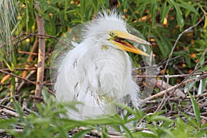 Baby Great Egret (Ardea alba)