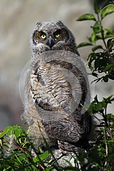 Baby Great Horned Owl