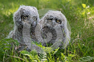 Baby Great Horned Owl (Bubo virginianus), also known as the tige