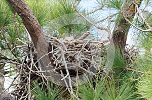 Baby Great Horned Owl - Bubo virginianus peekaboo photo