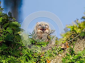 Baby great horned owl - Bubo virginianus - sleeping with eyes closed mouth open