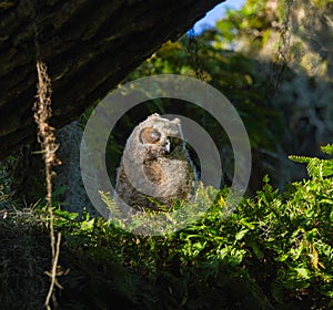 Baby great horned owl - Bubo virginianus - sleeping with eyes closed mouth open, sunshine on face, blue sky background, in oak tre