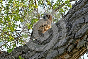 Baby Great Horned Owl in Rocky Mountain Arsenal, Colorado photo