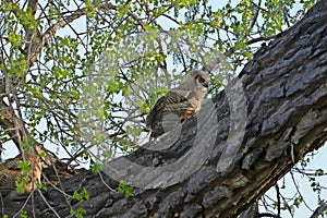Baby Great Horned Owl at Rocky Mountain Arsenal in Commerce City, Colorado photo