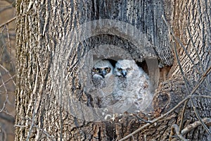 Baby Great Horned Owls Watching From Their Nest
