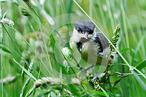 Baby Great Tit bird