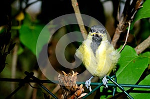 Baby great tit