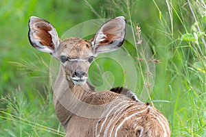Baby Greater Kudu in the Kruger National Park in South Africa