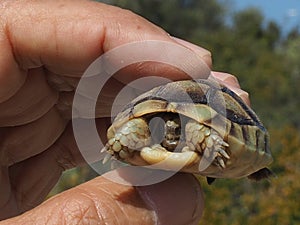 Baby Greek tortoise, Testudo Graeca