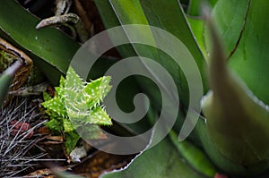 Baby green Aloe Plant Aculeata at a tropical botanical garden.