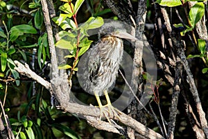 Baby Green Heron (Butorides virescens)