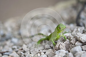 Baby Green Iguana on a gravel path