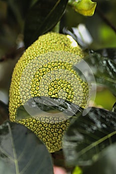 Baby Green Jackfruit (Artocarpus heterophyllus) hanging on Tree in the garden