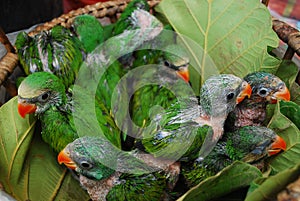 Baby green parrot birds