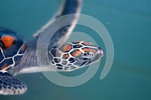 Baby Green Sea Turtle