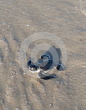 Baby green sea turtle