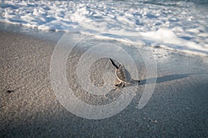 Baby Green sea turtle on the beach