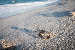 Baby Green sea turtle on the beach