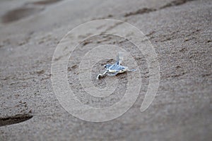 Baby Green Sea Turtle Chelonia mydas