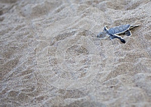 Baby Green Sea Turtle Chelonia mydas